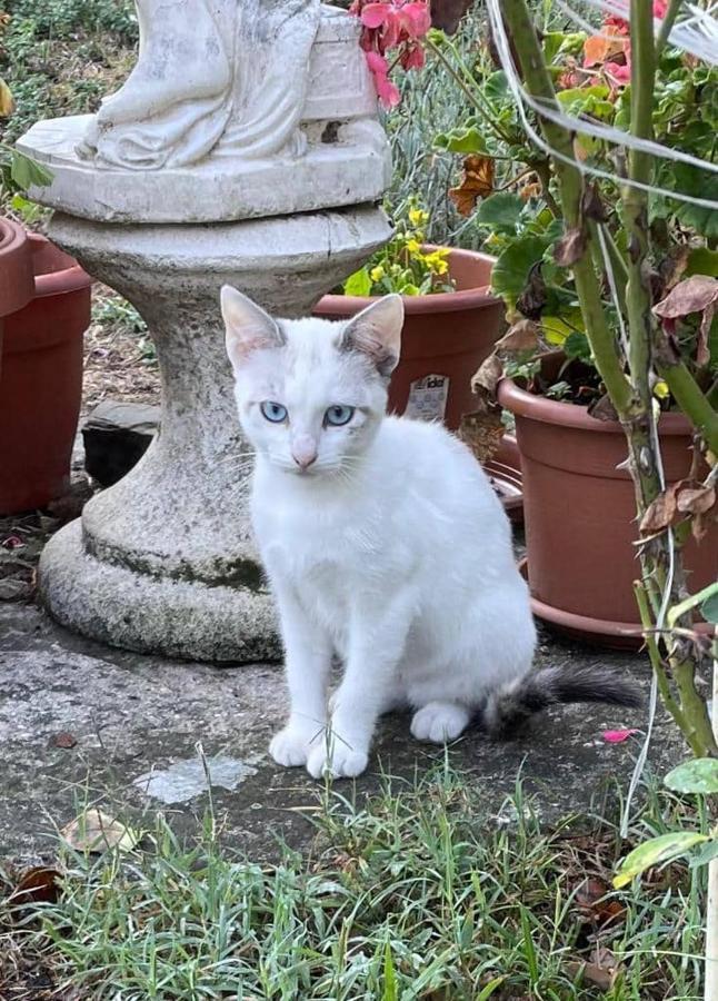Montefortino Il Giardino Dei Sogni Bed & Breakfast エクステリア 写真